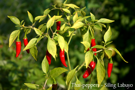 Hot thai peppers